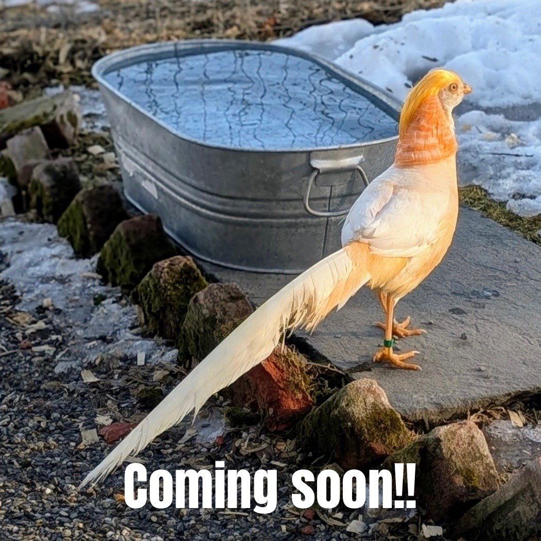 Other Rare Birds- Coming Soon...