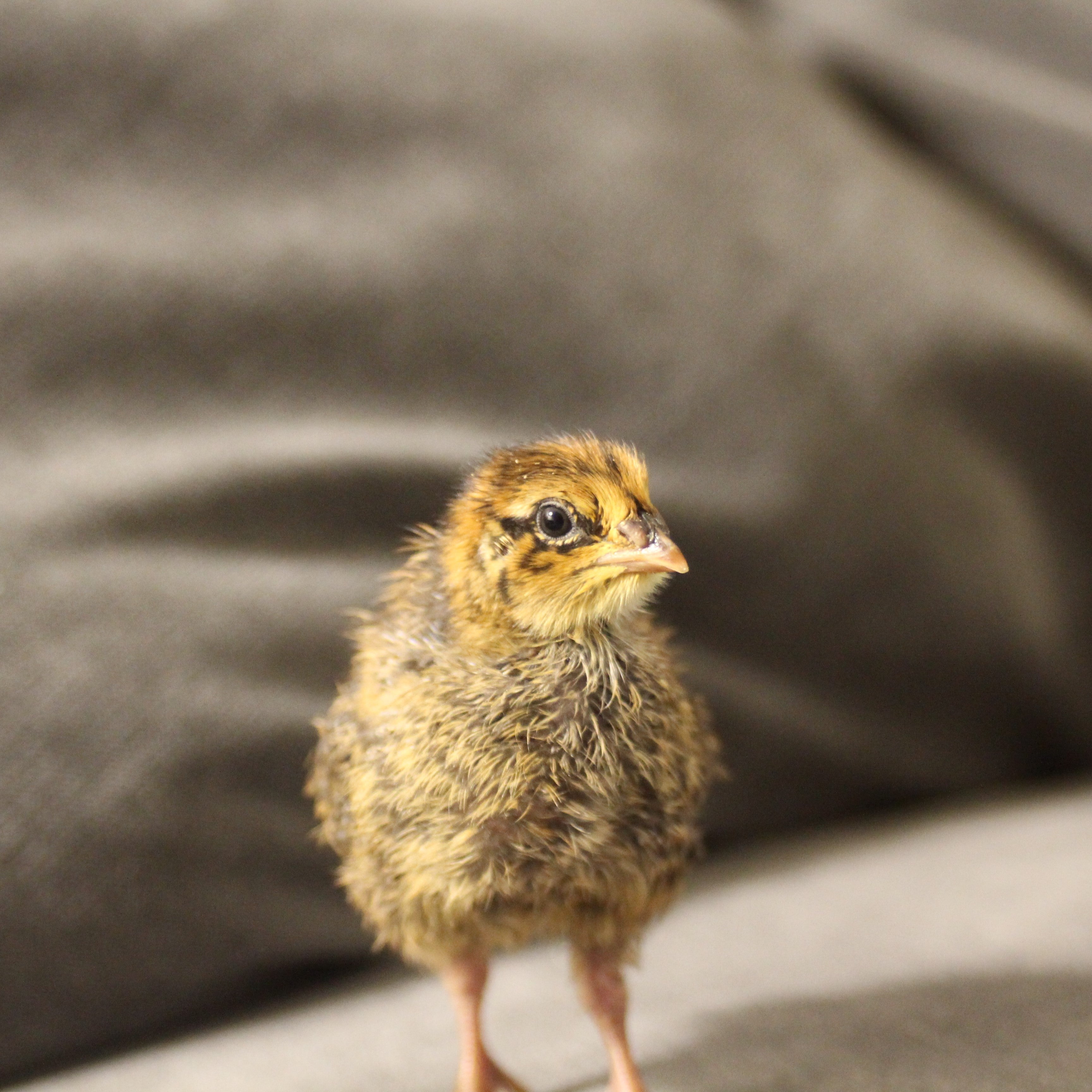 Quails