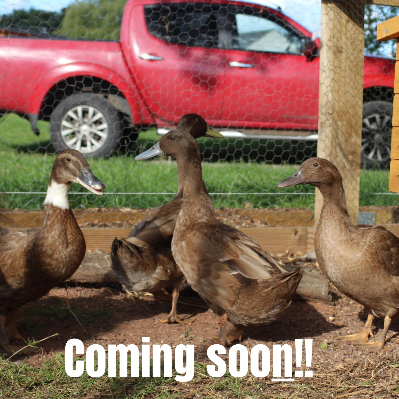 Waterfowl- Coming Soon...