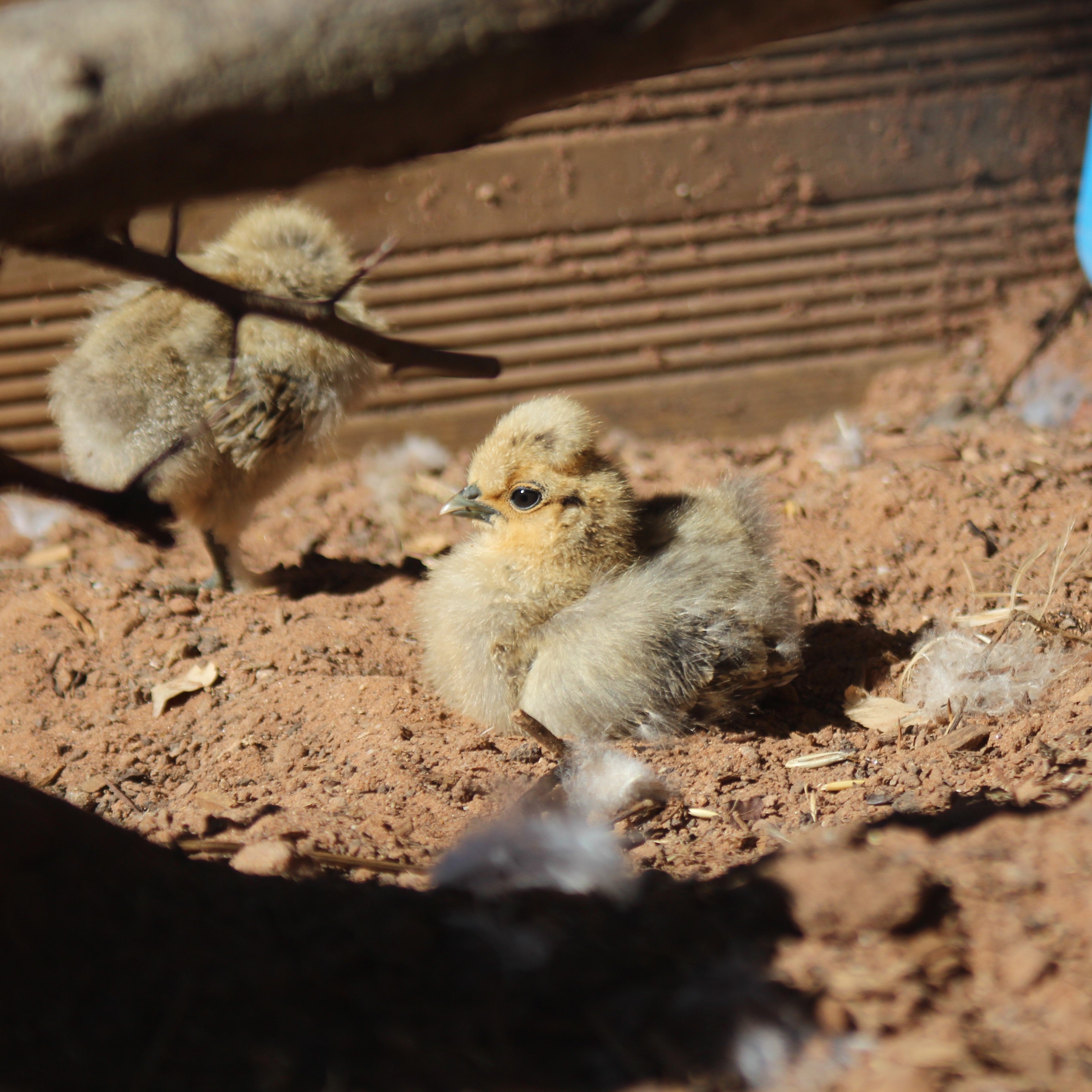 Chickens