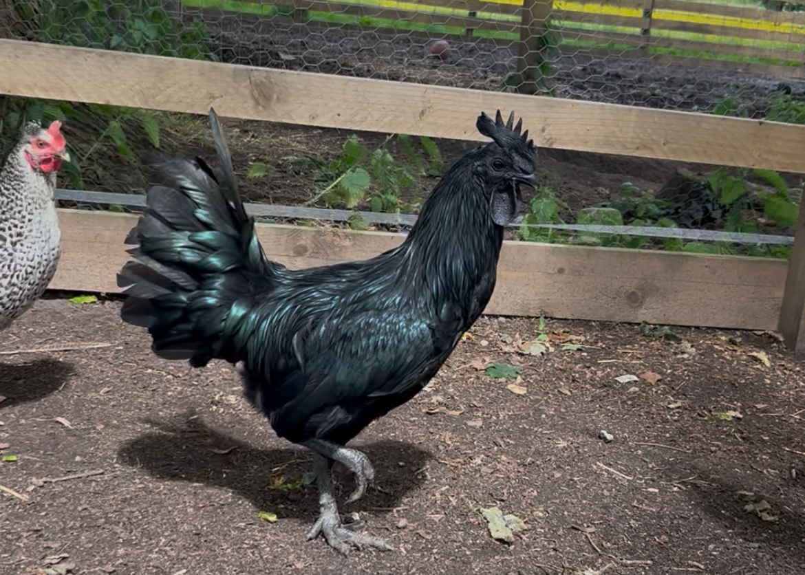 Ayam Cemani Chicken Hatching Eggs x6