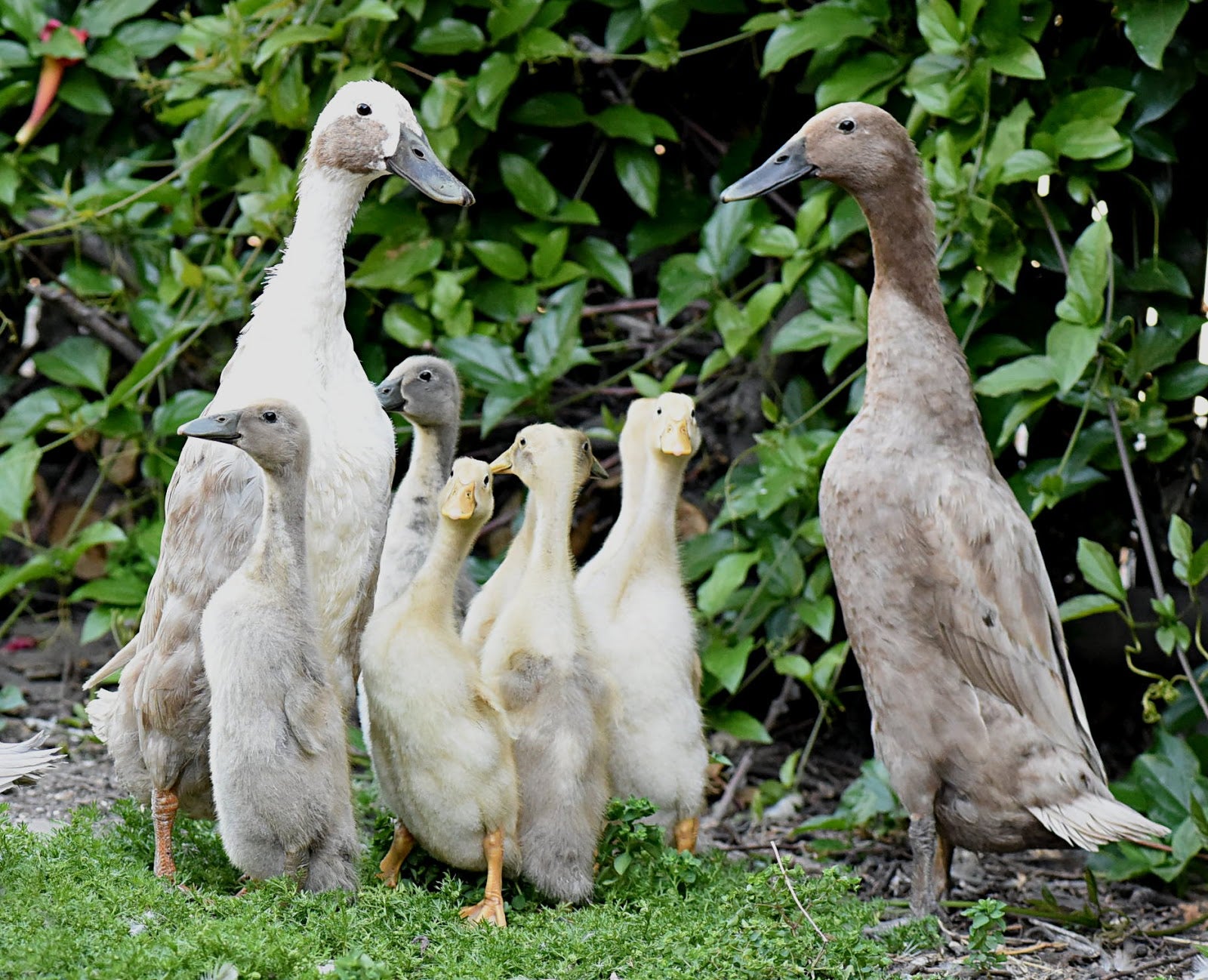 Indian Runner Duck Hatching Eggs x6