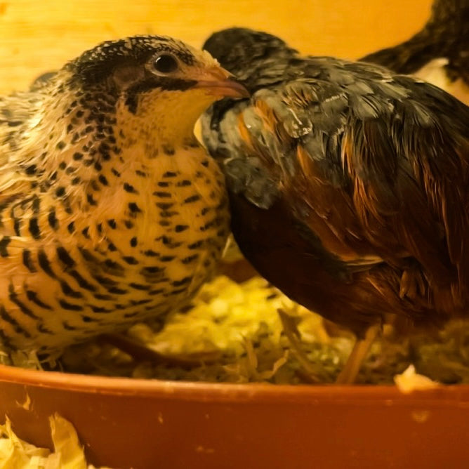 Button Quail Hatching Eggs