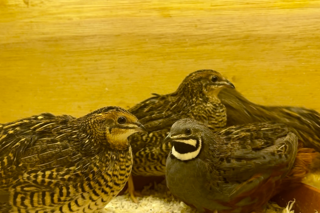 Button Quail Hatching Eggs