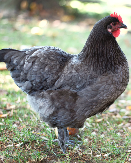 Mix and Match Chicken Hatching Eggs