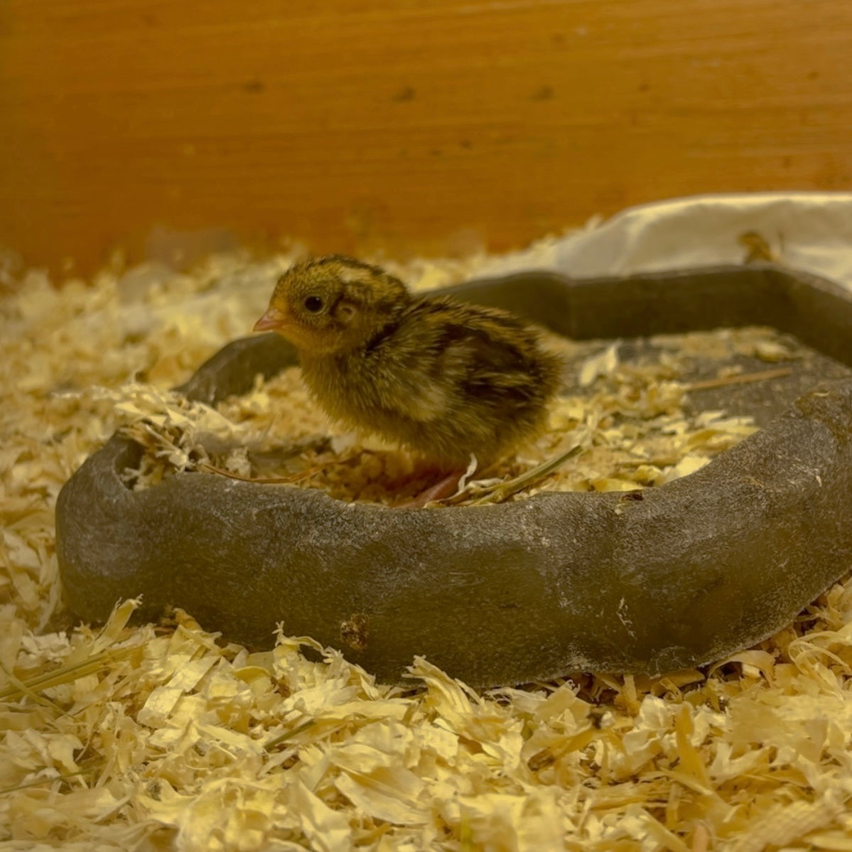 Button Quail Hatching Eggs