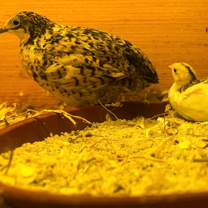 Button Quail Hatching Eggs