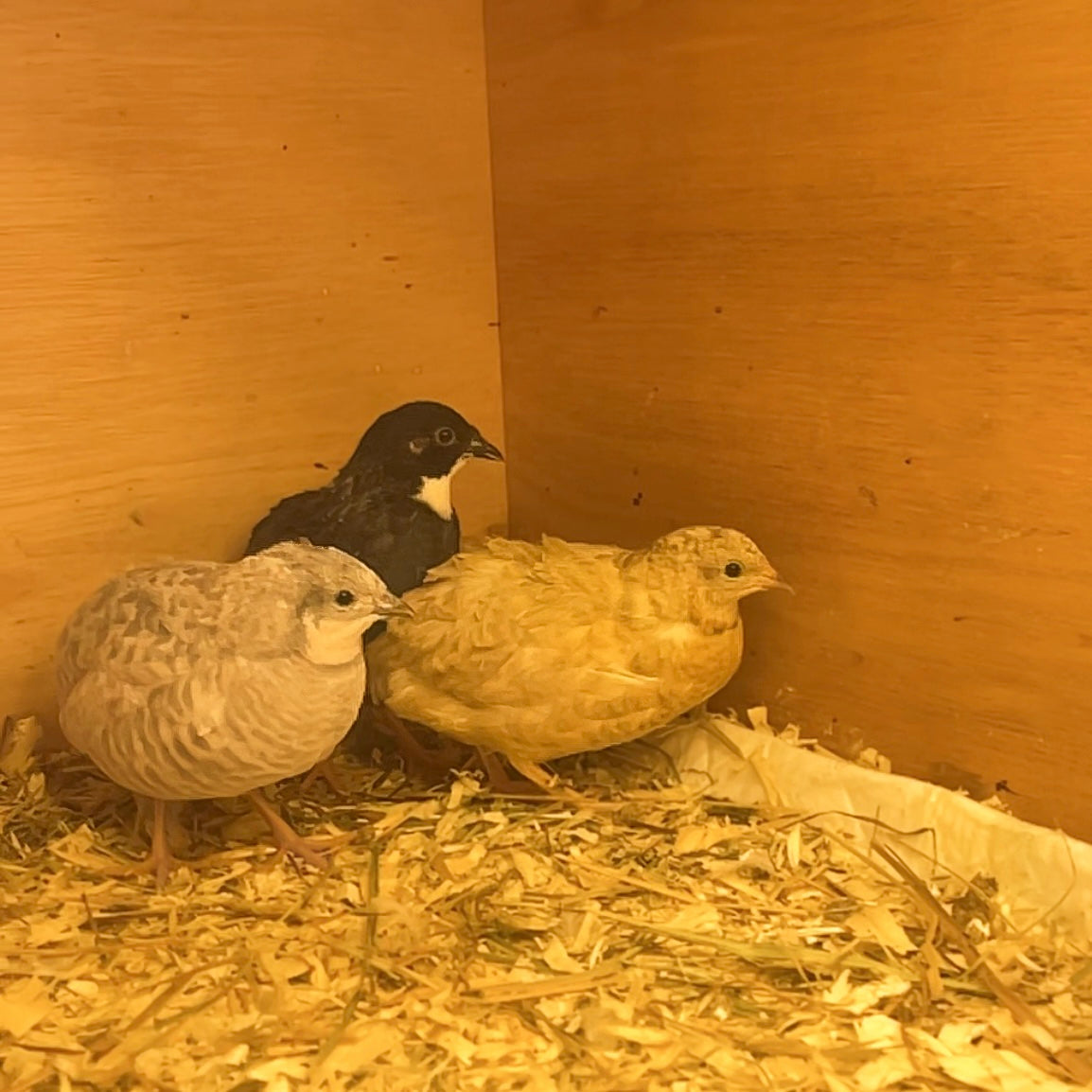 Button Quail Hatching Eggs