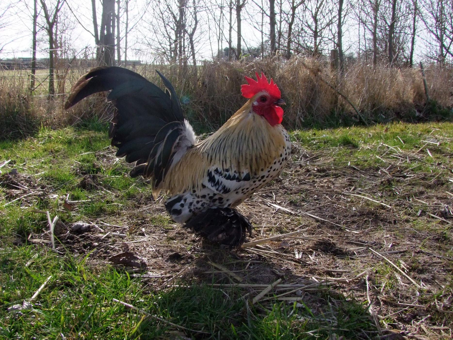 Sablepoot Chicken Hatching Eggs x6
