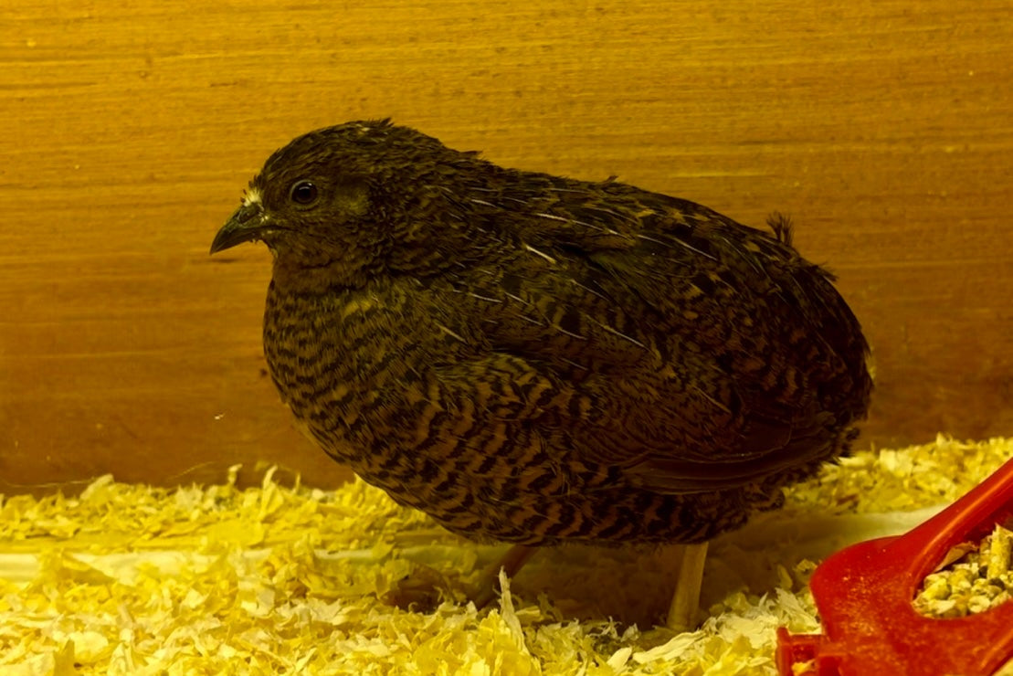 Button Quail Hatching Eggs