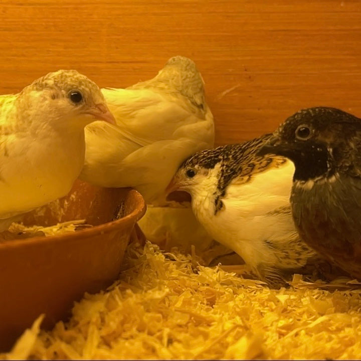 Button Quail Hatching Eggs
