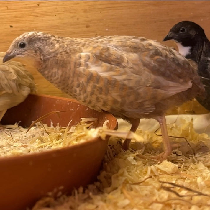 Button Quail Hatching Eggs