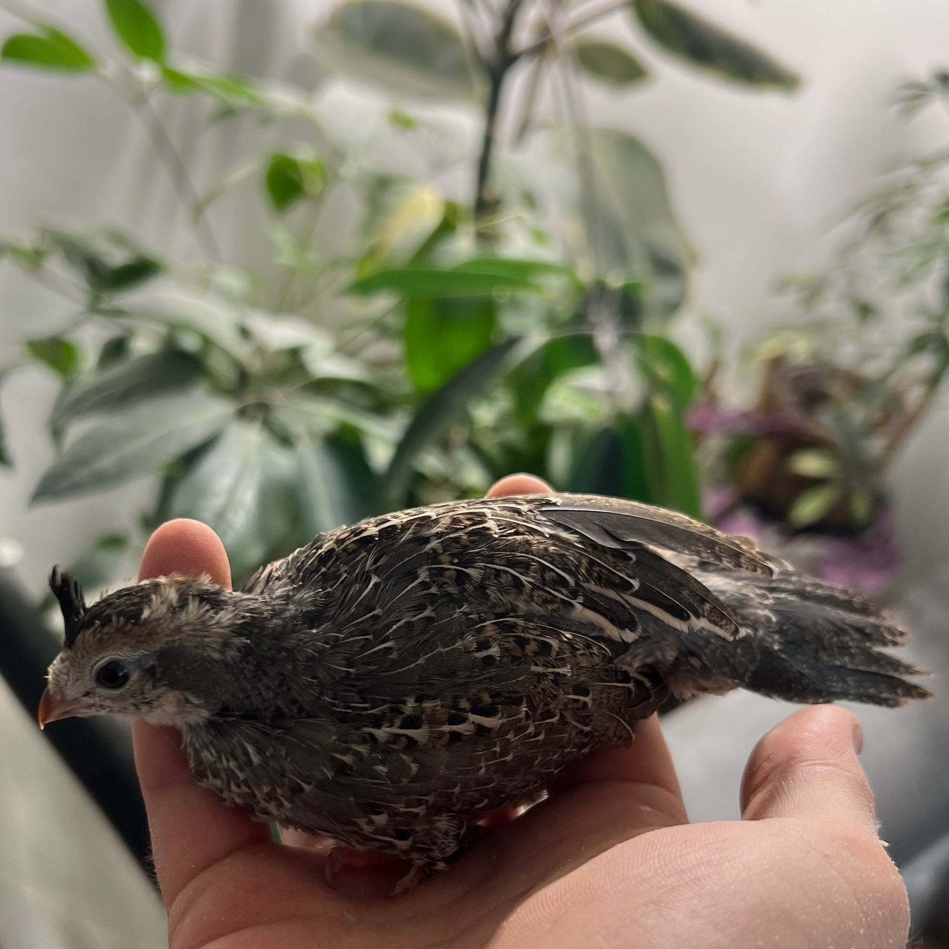 California Quail Hatching Eggs