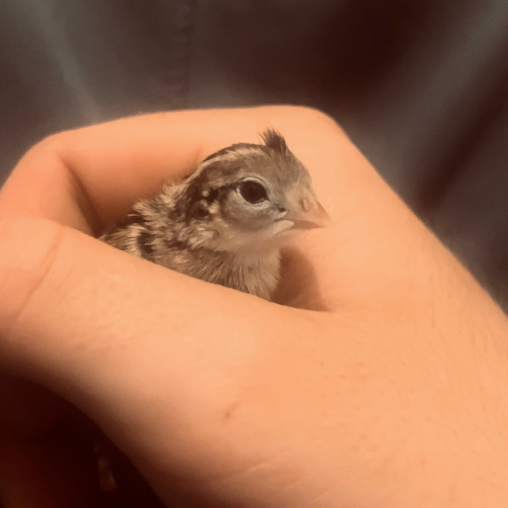 California Quail Hatching Eggs