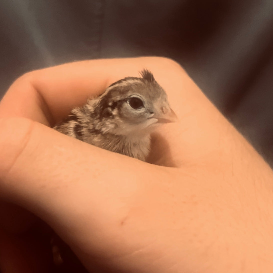 California Quail Hatching Eggs