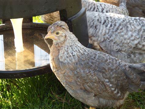 Crested Cream Legbar Chicken Hatching Eggs x6 (auto-sexing)