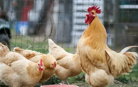 Buff Orphington Chicken Hatching Eggs x6
