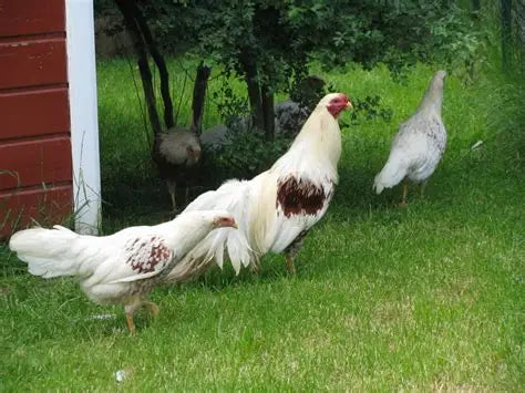 Yokohama Chicken Hatching Eggs x6