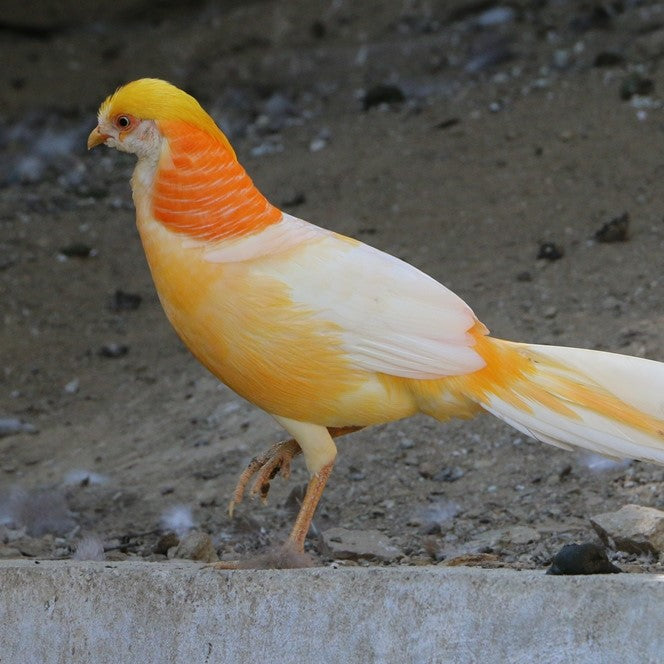 Peach Golden Pheasant - Pair