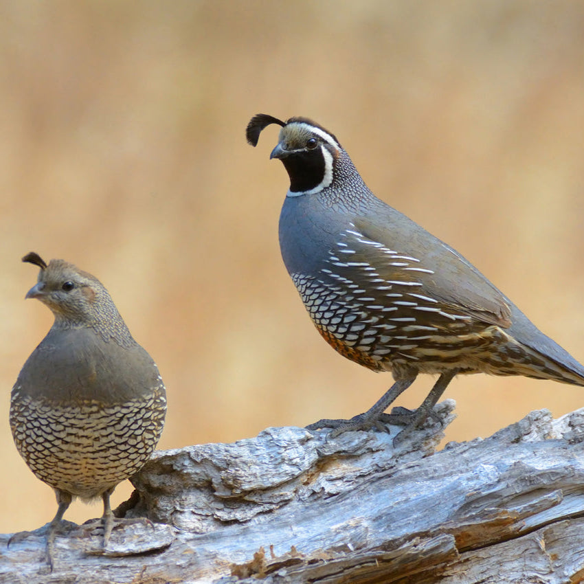 California Quail Hatching Eggs