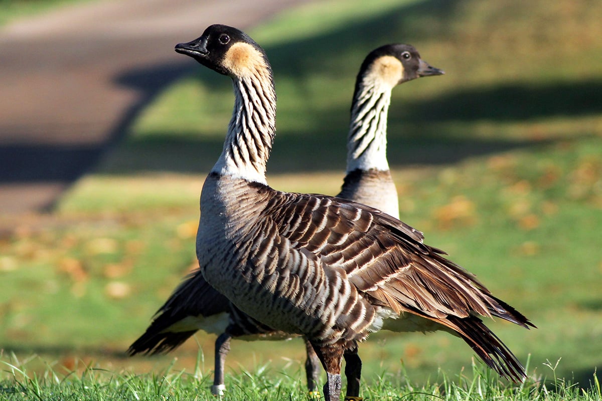 Ne Ne Goose Hatching Eggs x6