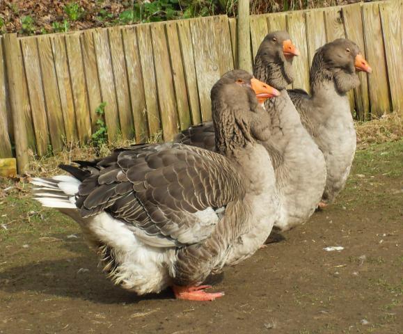 Dewlap Toulouse Goose Hatching Eggs x6