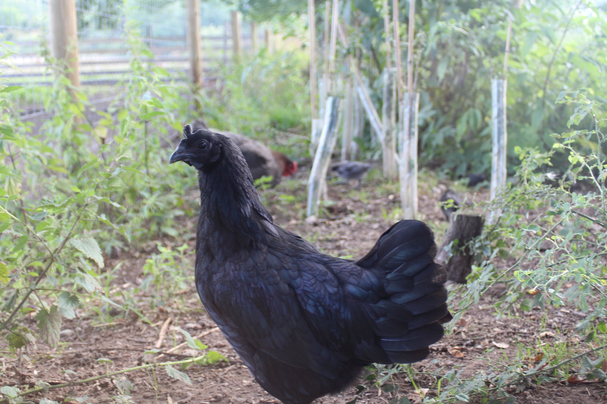 Ayam Cemani Chicken Hatching Eggs x6