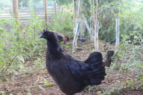 Ayam Cemani Chicken Hatching Eggs x6