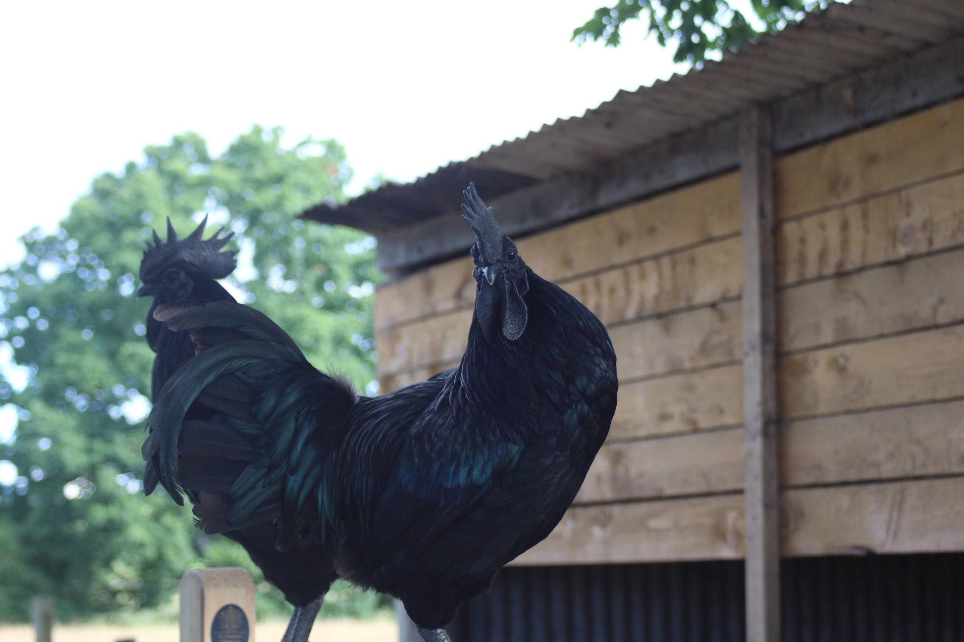 Ayam Cemani Chicken Hatching Eggs x6