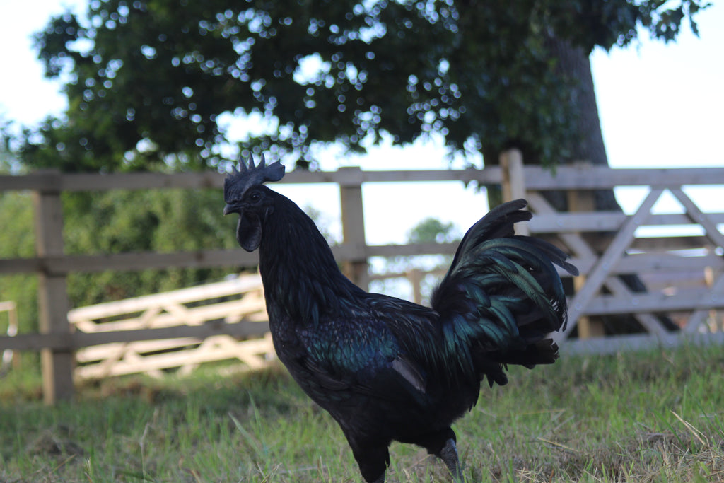 Ayam Cemani Chicken Hatching Eggs x6