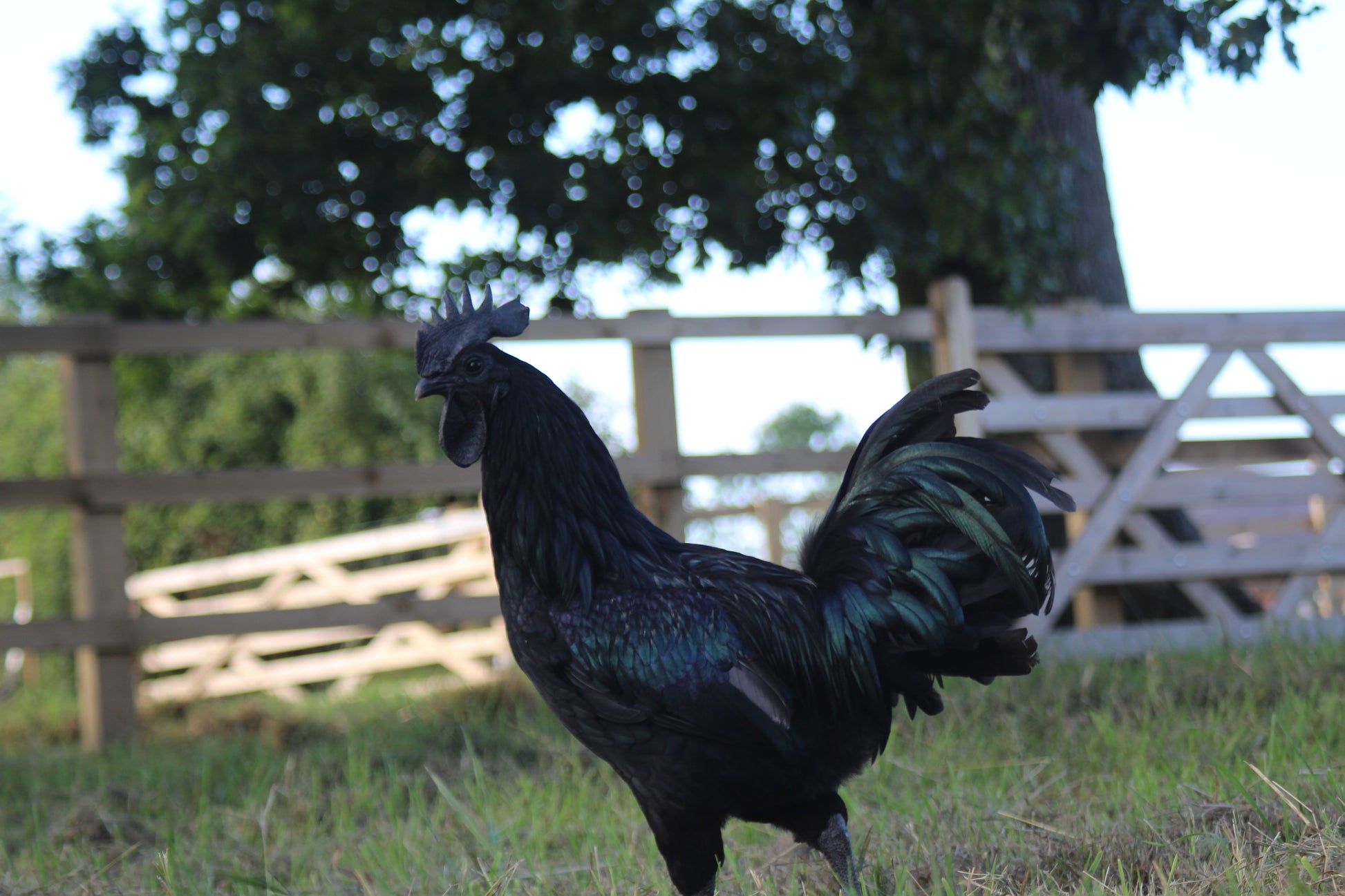 Ayam Cemani Chicken Hatching Eggs x6