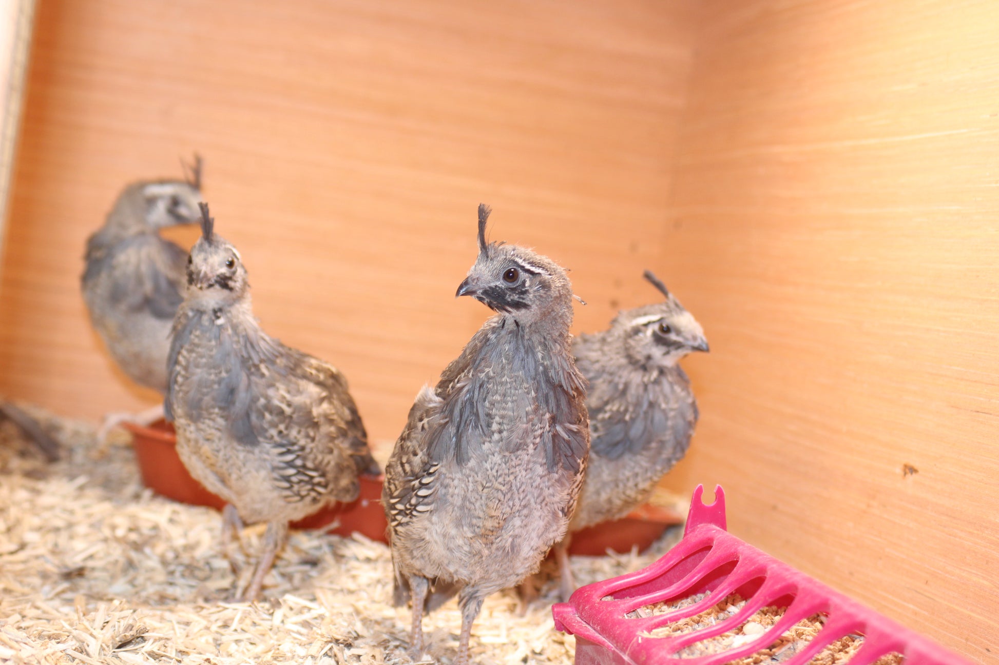 California Quail Hatching Eggs