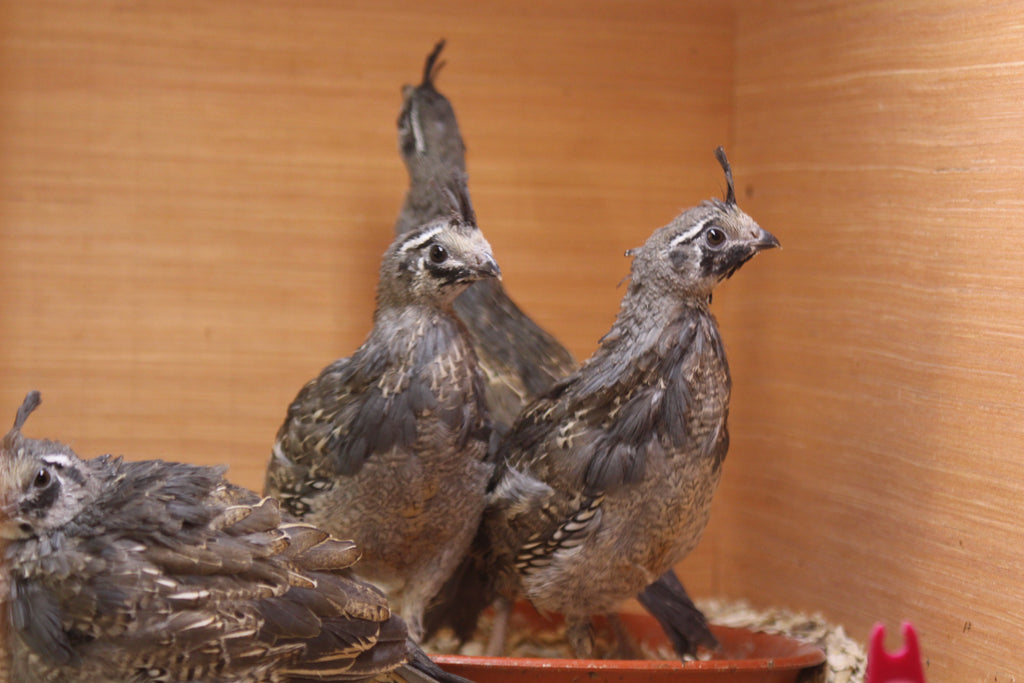 California Quail Hatching Eggs