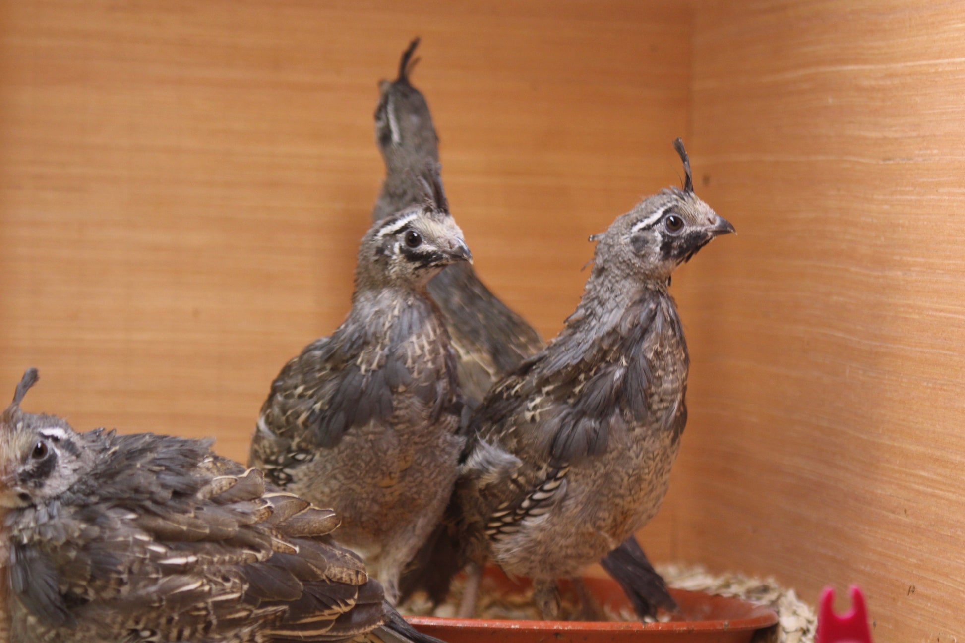 California Quail Hatching Eggs