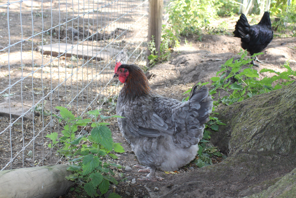 French Blue Copper Maran Chicken Hatching Eggs x6