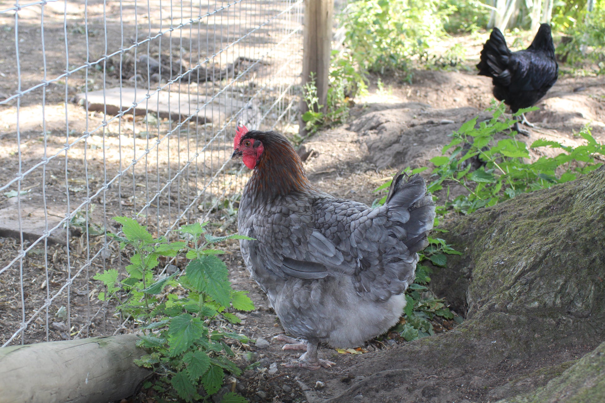 French Blue Copper Maran Chicken Hatching Eggs x6