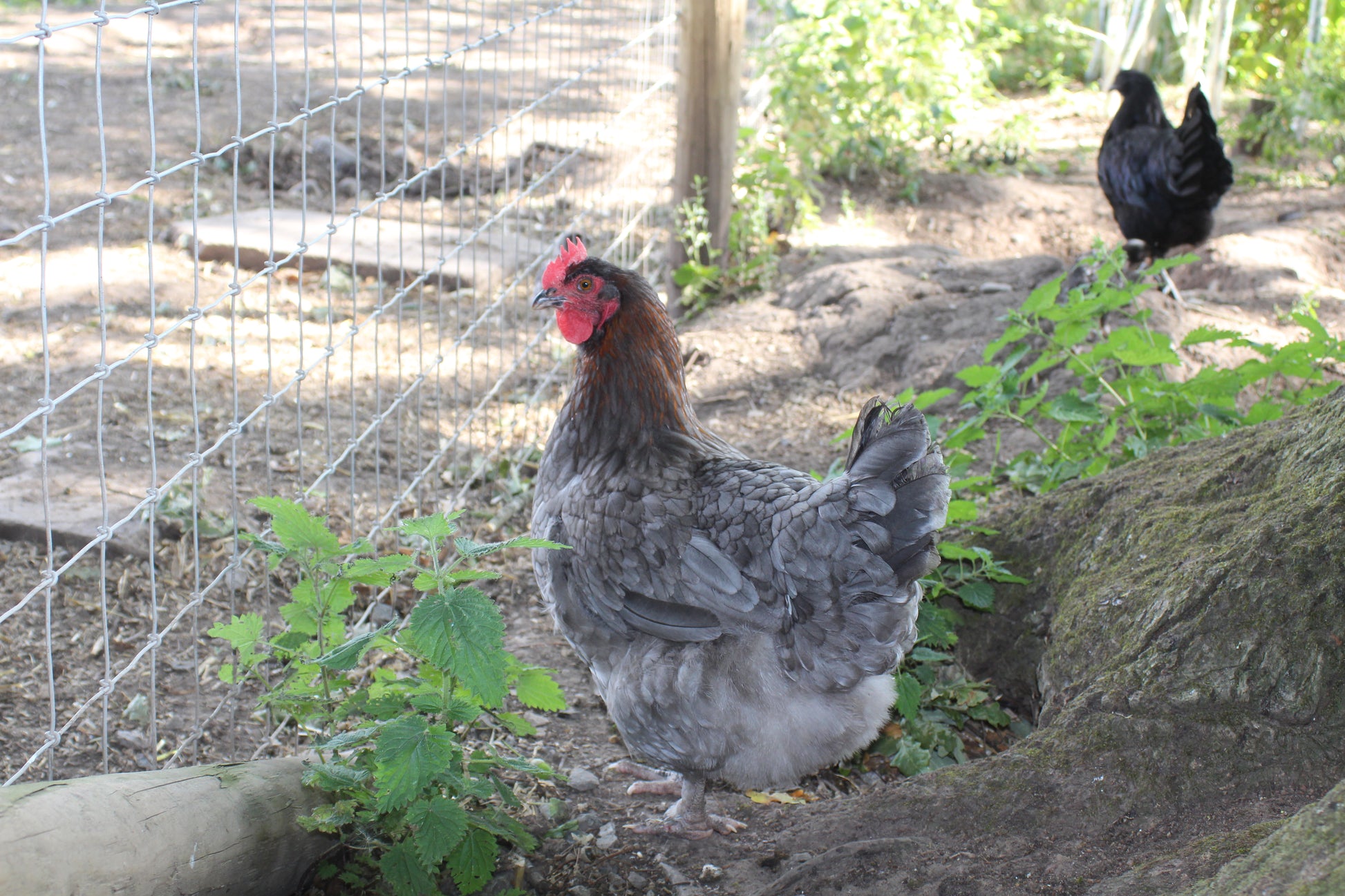 French Blue Copper Maran Chicken Hatching Eggs x6