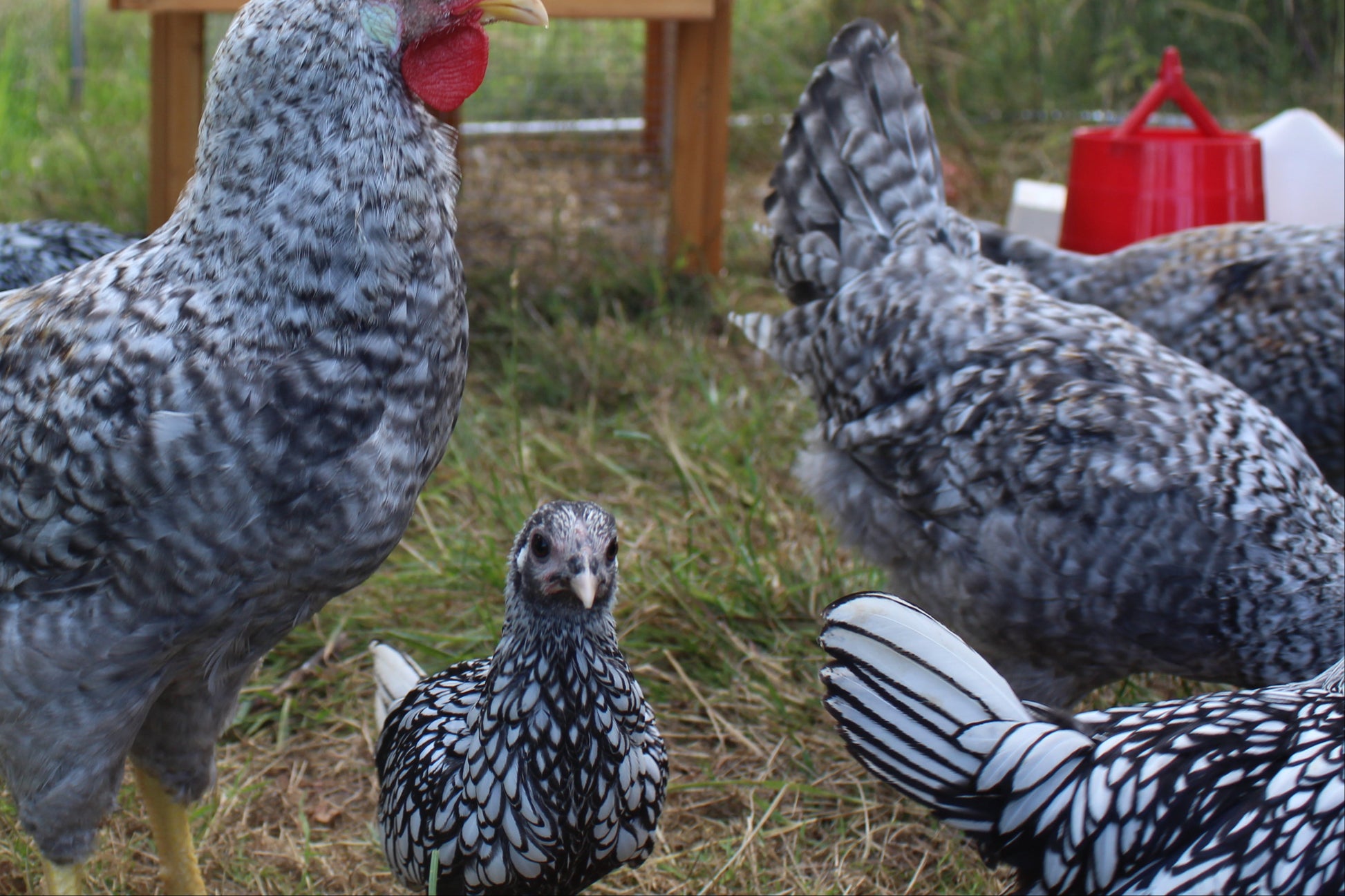 Silver Sebright Chicken Hatching Eggs x6