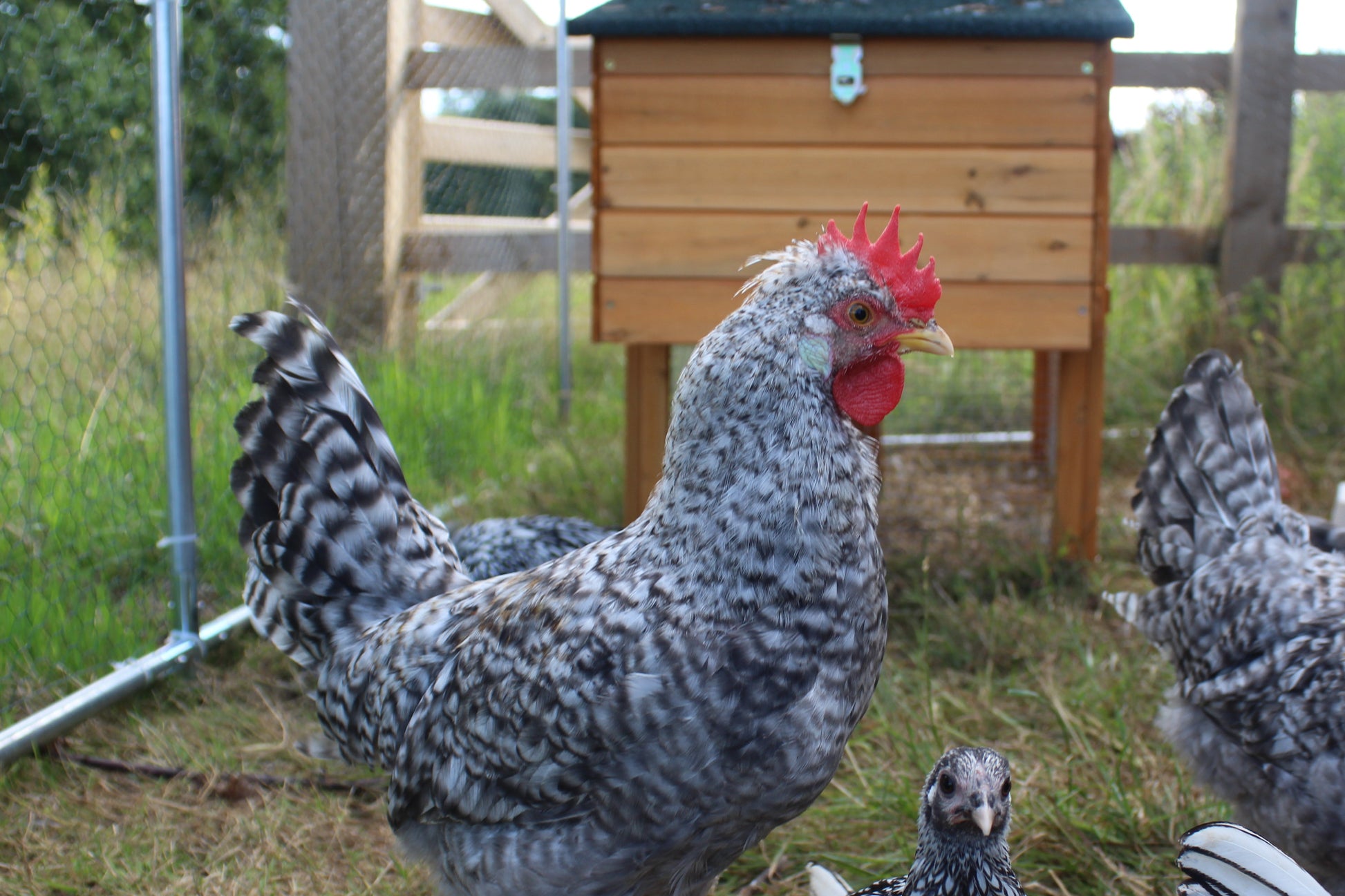 Crested Cream Legbar Chicken Hatching Eggs x6 (auto-sexing)