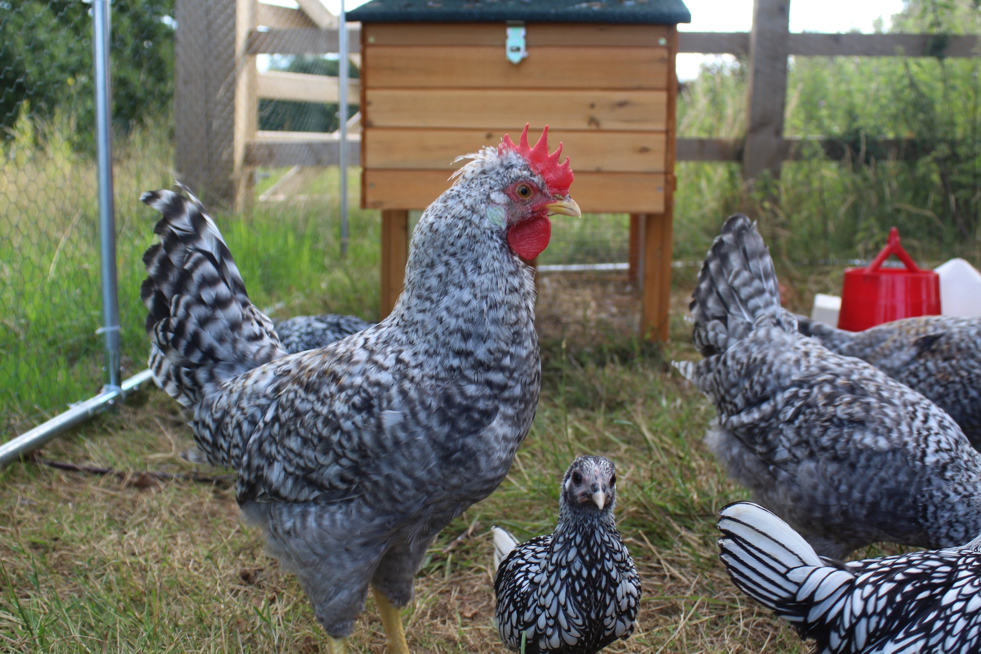 Mix and Match Chicken Hatching Eggs