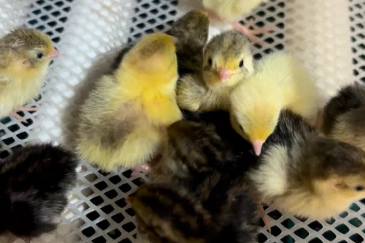 Button Quail Hatching Eggs