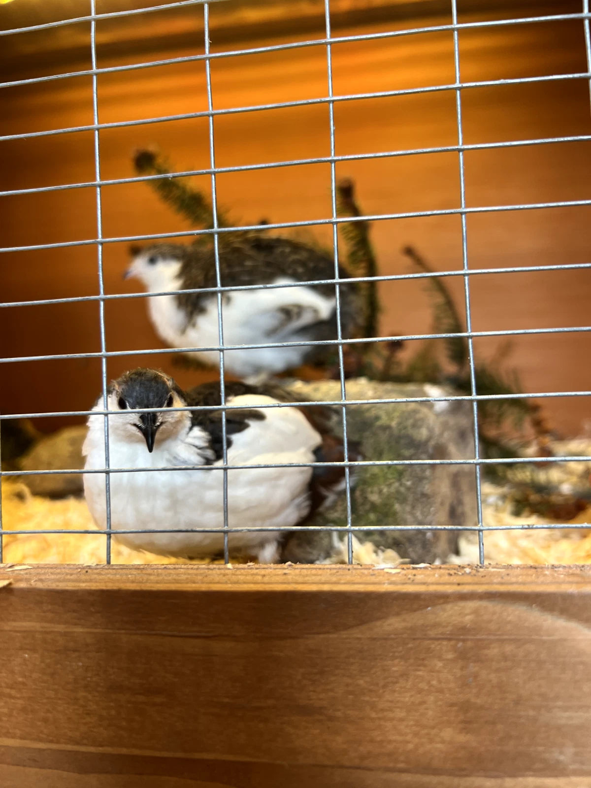 Button Quail Hatching Eggs