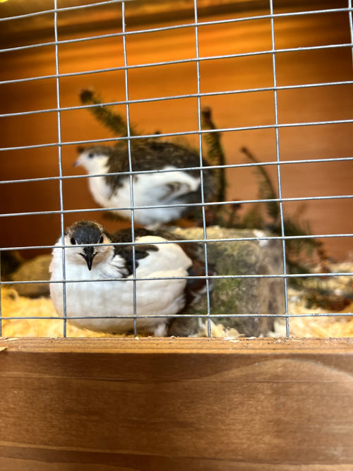 Button Quail Hatching Eggs