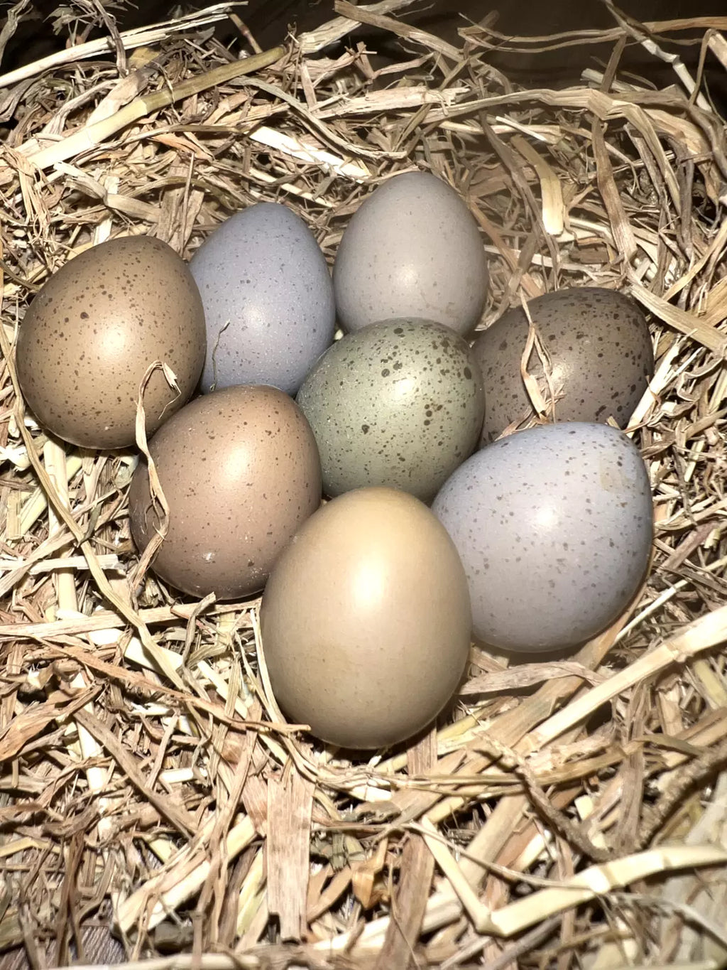 Button Quail Hatching Eggs