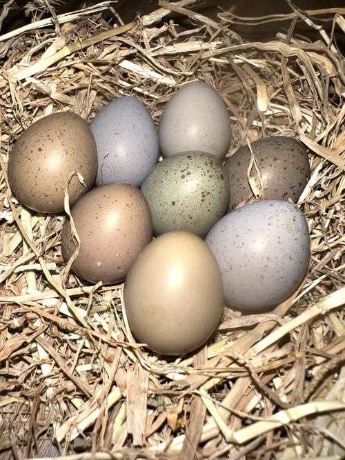 Button Quail Hatching Eggs
