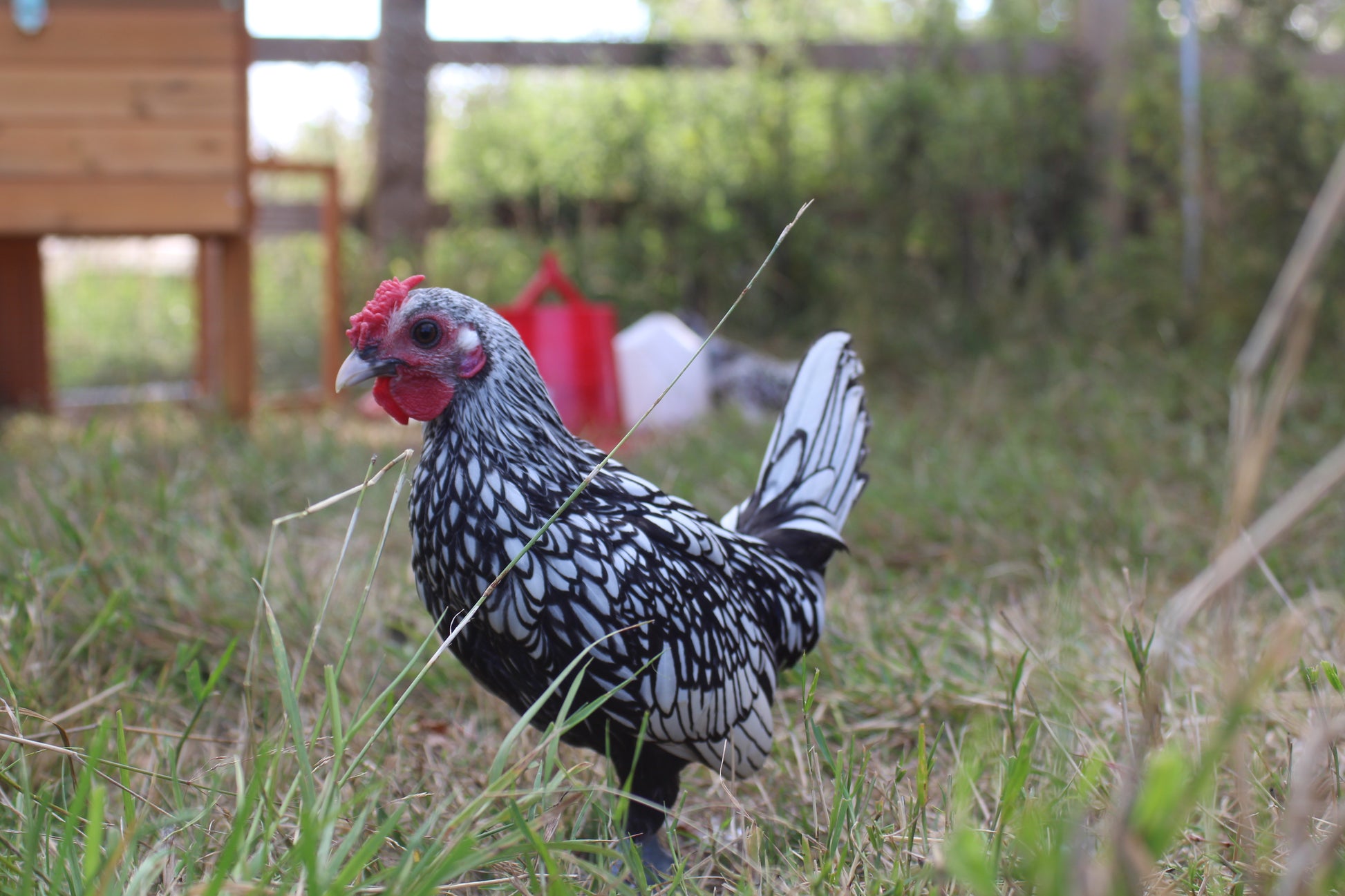 Silver Sebright Chicken Hatching Eggs x6