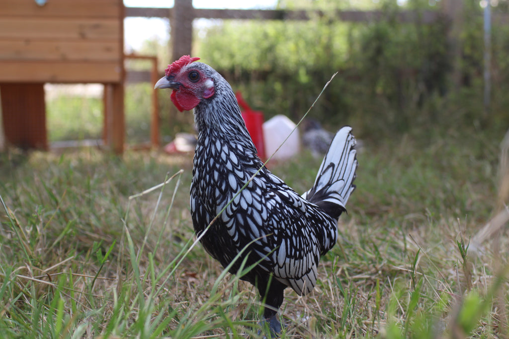 Silver Sebright Chicken Hatching Eggs x6