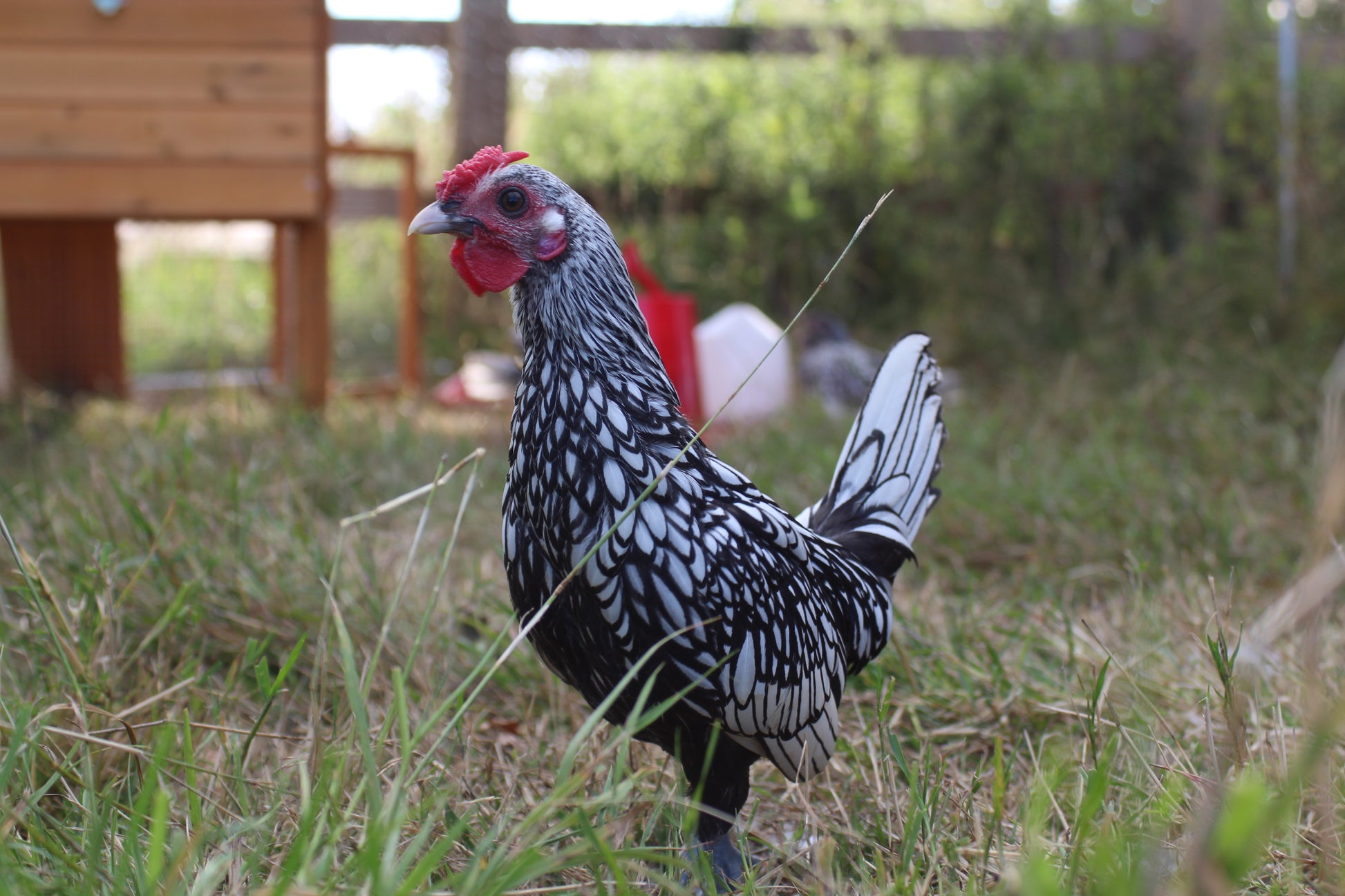 Mix and Match Chicken Hatching Eggs