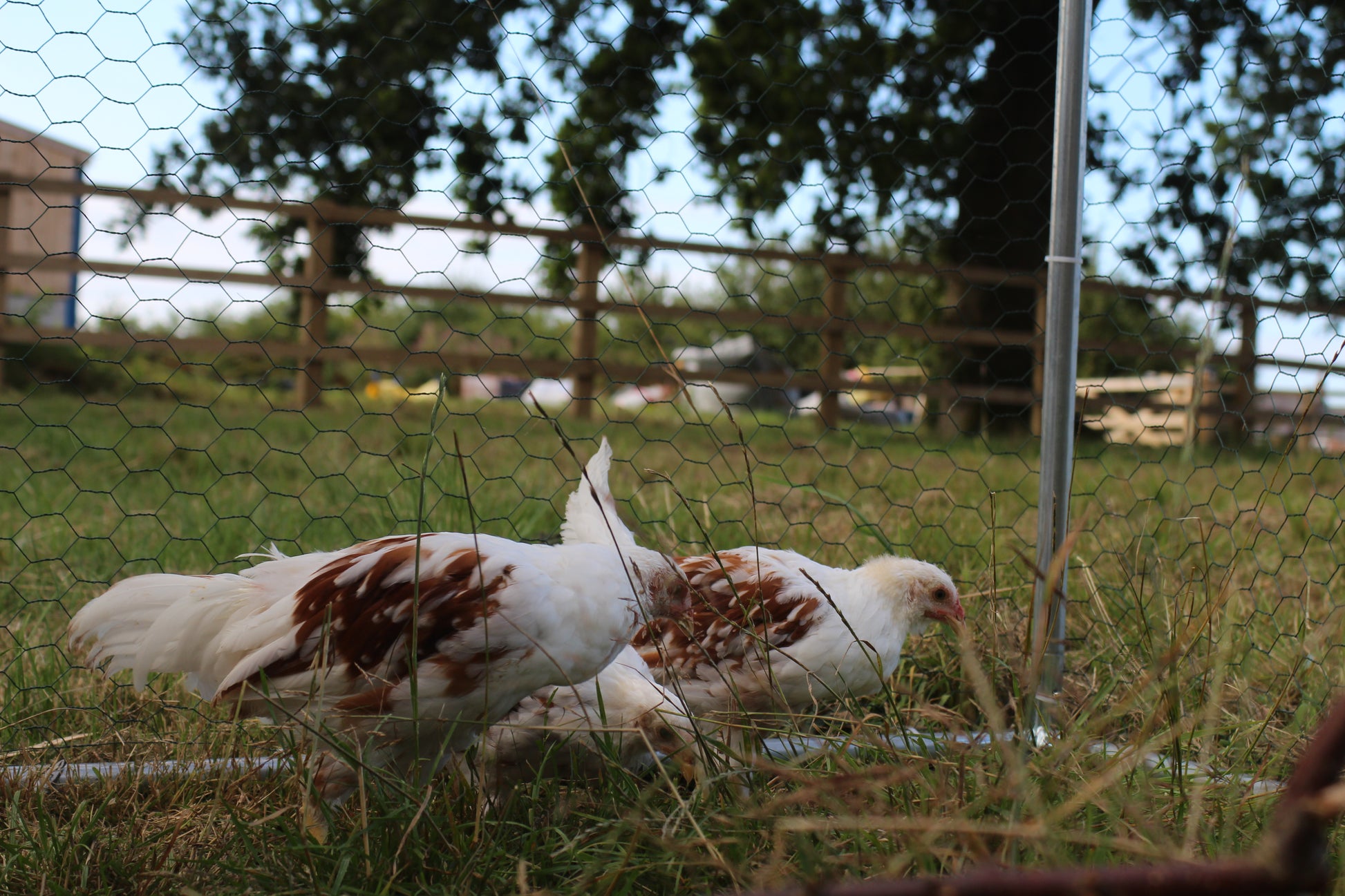 Yokohama Chicken Hatching Eggs x6